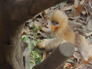 打牌生猴子的视频大全软件—打牌生猴子的视频大全软件哪个好？