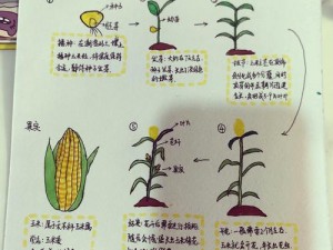 创新魔法世界探索之旅：揭秘玉米生长之地坐标一览表