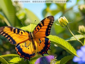 蝴蝶视频高清素材、蝴蝶视频高清素材下载，无版权视频素材网