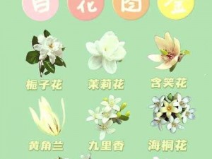 魔法世界的白色小花分布图：揭示自然中的创造力之美