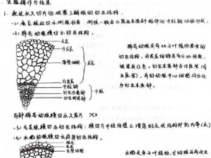 明日新篇章：探秘植物根茎的采集之法与基础布料物资制作秘籍