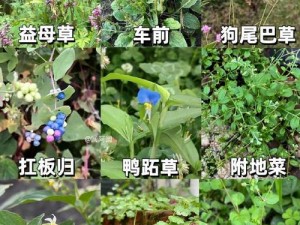 野草乱码一二三区别在哪,野草乱码一二三有何区别？