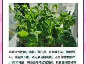 麻豆的中文名;麻豆的中文名是什么？