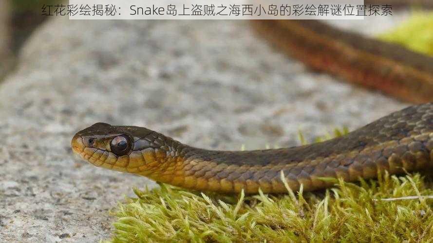 红花彩绘揭秘：Snake岛上盗贼之海西小岛的彩绘解谜位置探索