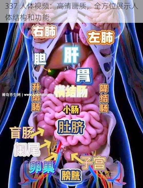 337 人体视频：高清画质，全方位展示人体结构和功能