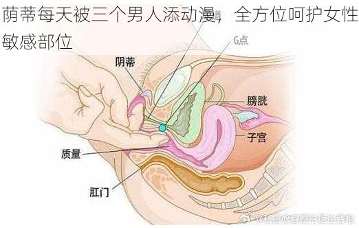 荫蒂每天被三个男人添动漫，全方位呵护女性敏感部位