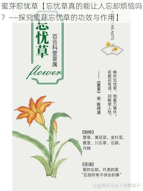 蜜芽忘忧草【忘忧草真的能让人忘却烦恼吗？——探究蜜芽忘忧草的功效与作用】