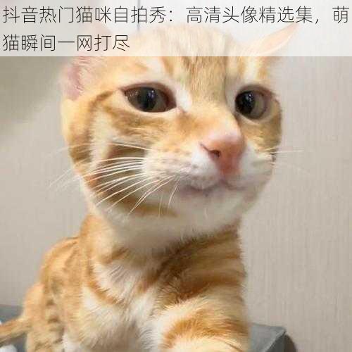 抖音热门猫咪自拍秀：高清头像精选集，萌猫瞬间一网打尽