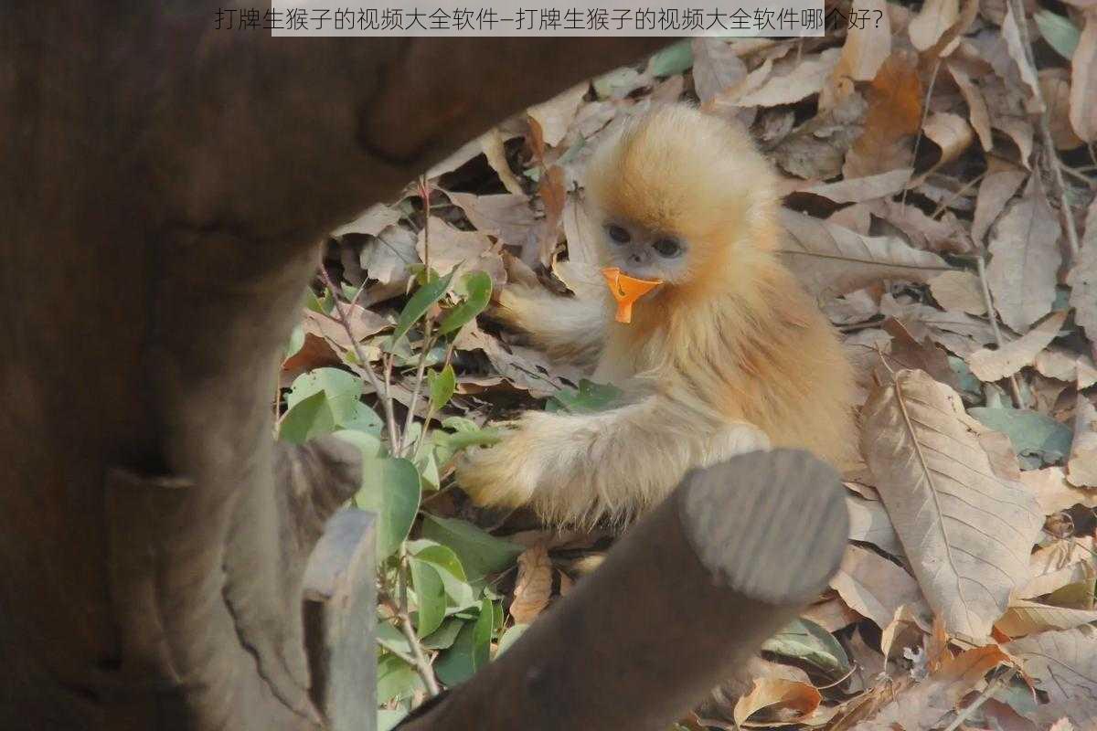 打牌生猴子的视频大全软件—打牌生猴子的视频大全软件哪个好？