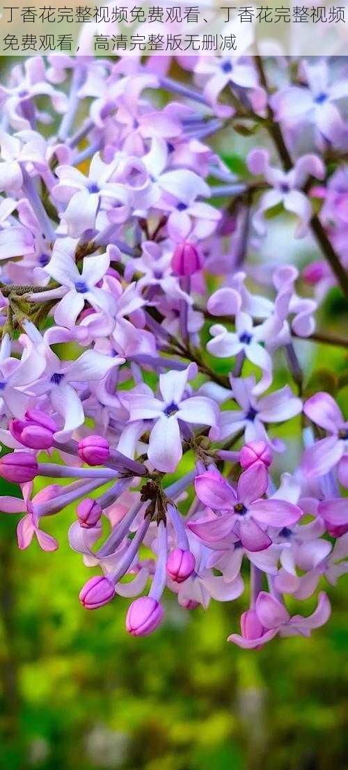 丁香花完整视频免费观看、丁香花完整视频免费观看，高清完整版无删减