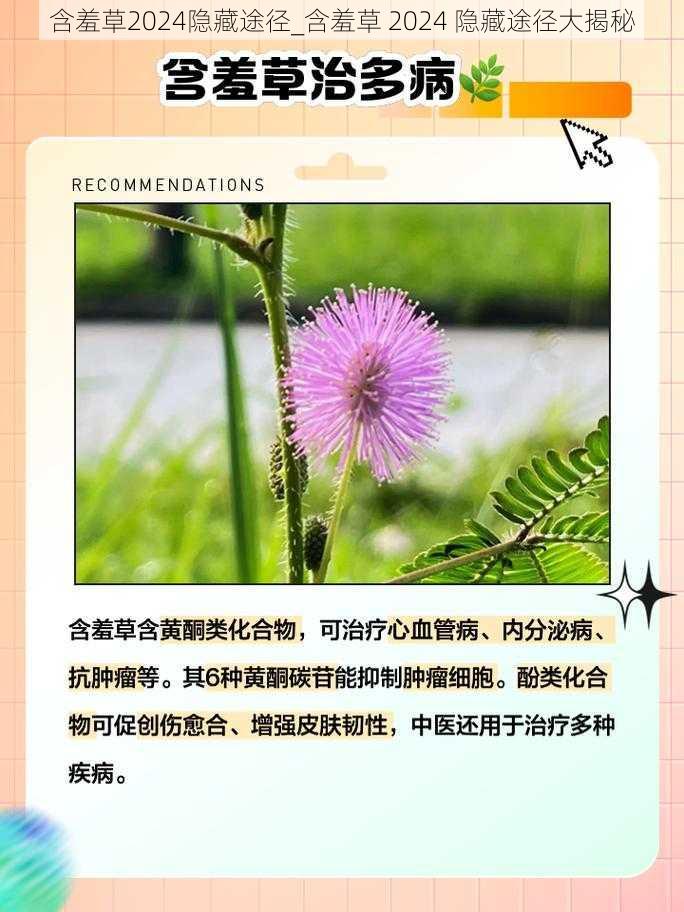 含羞草2024隐藏途径_含羞草 2024 隐藏途径大揭秘