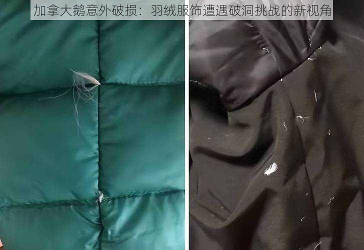 加拿大鹅意外破损：羽绒服饰遭遇破洞挑战的新视角